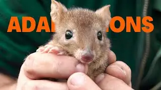 Brush-tailed Bettong (Woylie) Adaptations