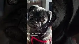 Best friend. #love #dog #pug