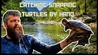catching snapping turtles by hand