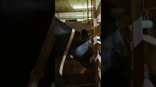 [PointFOOTAGE] Animals - Cattle cow black grazing stable feeder farm - CU - 4911354 - Vertical SloMo