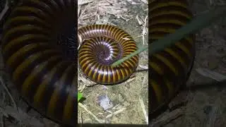 Playing big millipede 😱 #millipede #shortshorts #bigmillipedes #viralvideos #insects