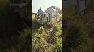 Let's start harvesting rice    #One machine is versatile, time saving, labor saving, and l   #25ed8