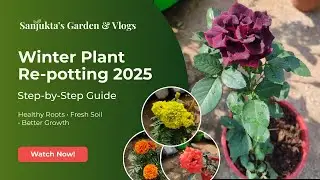 Winter Plant Care 2025 🍃 | Re-Potting, Soil Mix & Growth Tip | #youtube #nature #trending #viral
