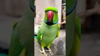 mittu mittu new video #parrot #talkingparot #funny#nonstoptalkingparrot#comedy #mithukibatain #bird