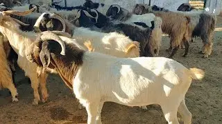 أكبر مزرعه للماعز في مصر رحنا اسوان وعروس النيل نفرجكم سلالات ماعز قطعنا آلاف الكيلومترات