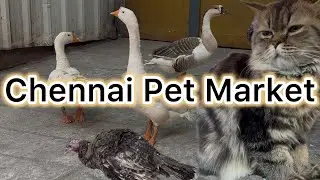Sunday Market | Broadway Pet Market | Low price&Cheap rate, Cat, Dog, Bird, Exotic,Fish #petslovers 