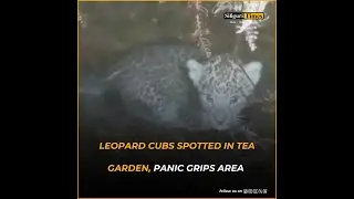 Leopard cubs spotted in tea garden, panic grips area in Jalpaiguri (Hindi)