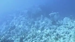 white tip reef shark. 🦈🌊,,Dive alive Red Sea#.  🐟🐠 www.divealive-redsea.com