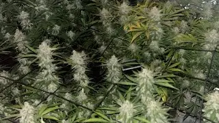 Last night for the Cookies Kush! Using Optic LED lights an fox farm soil/nutrients! Beautiful buds🔥