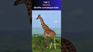Top 10 Most Bizarre Animal Adaptations in Nature