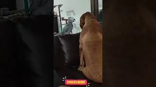 African grey parrot fight with Dog #bird #birdlovers #exoticbird #dog #africangreyparrots