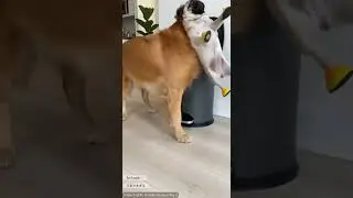 Golden Retriever Gently Stops Noisy Puppy 😂🐶Ep4 #funnydogs #pets #shorts #viral