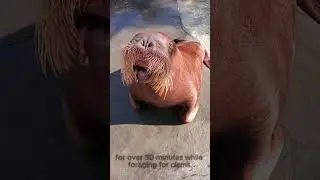 3 Fun facts about the walrus #walrus  #funfacts #animalfacts