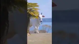 RAJAHAT