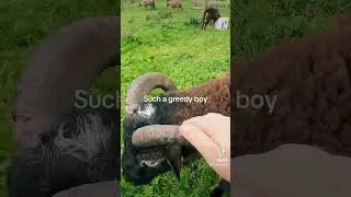 Such a Greedy Boy #sheep #farmlife #soaysheep #coreagriuk