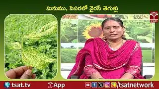 మినుము, పెసరలో వైరస్ తెగుళ్లు | T-SAT