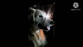 Curious dog in the car || #shorts | #YouTubeShorts || #DrBubbles