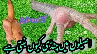 Best treatment of bumble foot(chandi) in Aseel rooster [stand up poultry]