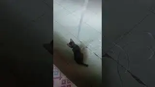 #cat #play #fun