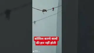 कोशिश करणे वालों की हार नहीं होती #original #video #motivation #trading #viral #reel #funny