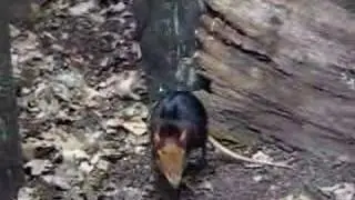 Giant Elephant Shrew!