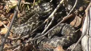 First snake of 2013: Vipera berus
