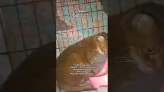 Симба абиссинский котик. Ищет дом. #помощьбездомным #кот