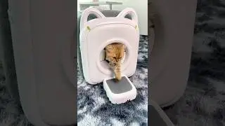 This Cat&rsquo;s Gift to Mom = Less Fur! #autocomb #cat #pawswing #pets #amazonfinds #cute #catgrooming