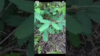 #fruit #homegardeningtips #fruitcutting #ytshorts