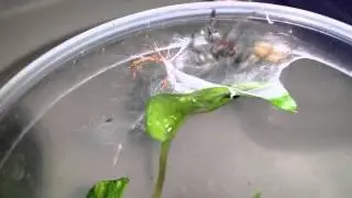 Avicularia diversipes sling feeding