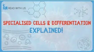 1.11 - Specialised Cells & Differentiation#10BIO