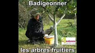 Badigeonner les arbres fruitiers - Les 4 Saisons du jardin bio