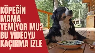 K&ouml;peğin Mama Yemiyor mu? Bu Videoyu Ka&ccedil;ırma