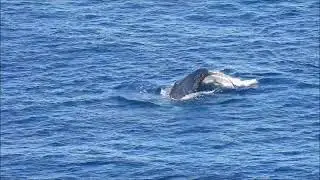 Small whale travelling close to coast and another further out flipper flapping