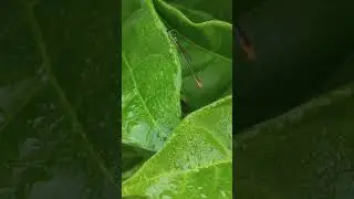 Cute🥰Damselfly 🦋 #shorts #damselfly #bluedart #insects #flying #wings #animalia #viral #youtube #yt