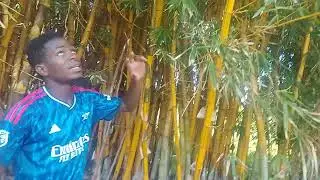 Bamboo, sugar cane plantation,bananas and farm view-East Africa kenya support cont +254746894542 