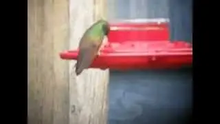 Berylline Hummingbird, Grand Marais, MI, 19 September 2014