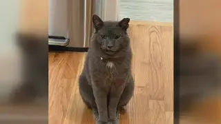 Meet Hercules, PAWS Chicago's Pet of the Week