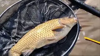 P&ecirc;che &agrave; la pomme de terre, swing tip et au pellet waggler, de carpes, F1 et carassins fin octobre.
