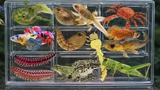 I Catching insects in the garden, I got Tadpoles, Betta fish, Tadpoles, Beetle, Frog, Millipede #7