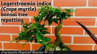 lagerstroemia indica (crepe myrtle) bonsai tree repotting #72 @Javanesetropicalbonsai