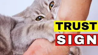 Cat Trust Unlocked: Does Your Cat Really Trust You? 10 Sweet Signs You&rsquo;ll Love