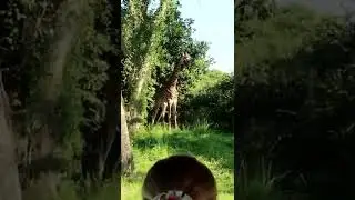 Giraffes running at Disney's Animal Kingdom
