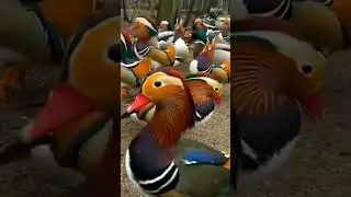 BEBEK MANDARIN ‼️ #shorts #shortvideo #zonahewankita