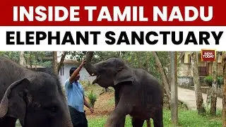 Ground Report: Inside Tamil Nadu's MR Palayam Centre For Rescued Elephants | India Today