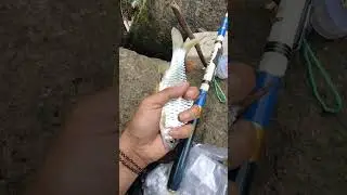 wader kepek babon #shorts #mancing #wader #youtubeshorts