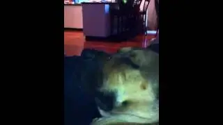 Pepper snoring