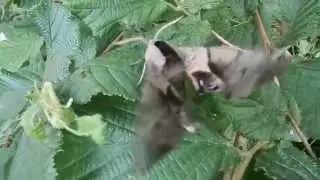 Eyed Hawkmoth