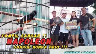 Tampil Sangar !! Napoleon Gondol Honda Brio di Anniversary 1 Prasasti !!!