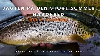 Jagten på den store (sommer) havørred: Del 1: Fjorden | Fiskeri i Mariager Fjord